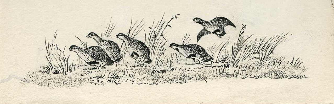 Курдов Валентин Иванович. Лот из восьми иллюстраций к повести В. Бианки, закрепленных на одном паспарту 